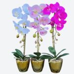 Orhideja rozo-bijela